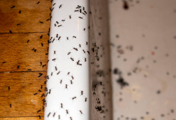 Best Ant Control Services  in Dahlone, GA