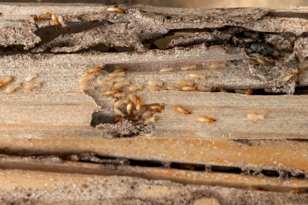 Best Pest Control Near Me  in Dahlone, GA